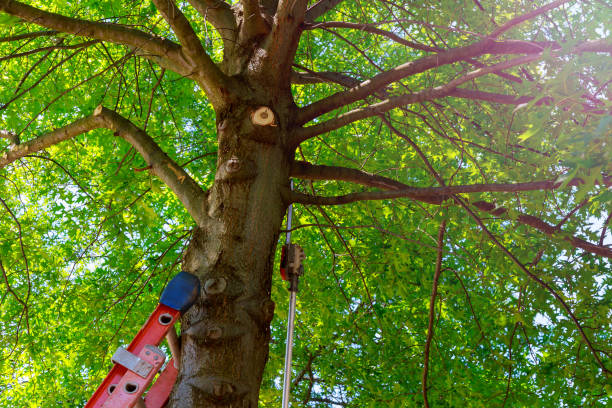 Tree Branch Trimming in Embreeville, TN